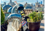 create and post dog influencer and affiliate content for your pet brand